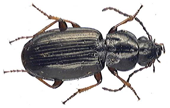 Pterostichus strenuus